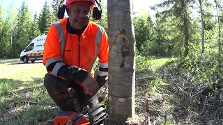 Metsolan Metsäkoulu 280 - Miksi yläsahaus tehdään ensin