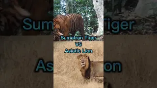 Asian lion vs Sumatran tiger #shorts #animals #wildlife #tiger #lion