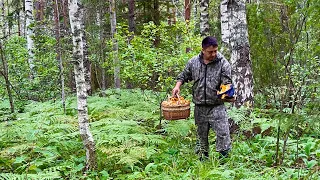 Белые грибы и лисички в Августе. Грибное лето. Грибы