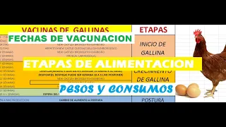 Vacunas,Etapas de alimentacion,pesos y consumos de gallinas ponedoras