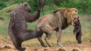 Lion Of The Andes Almost Lost Their Lives Because They Dared Hunt Baby Bear - Puma vs Bear, Cheetah