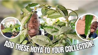 My COMPLETE Hoya Collection | Spring 2024