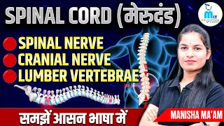 Spinal Cord in hindi | Spinal Nerve | Cranial Nerve | Lumber Vertebrae | Anatomy lecture