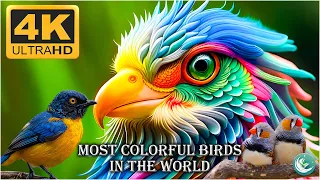 Most Colorful Birds In The World 4K - Sounds Of Beautiful Birds - Learn Name Of Birds