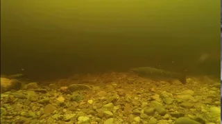 LOCH NESS - enormous creature seen on underwater camera