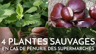 Quelles plantes pour survivre dans la nature ?