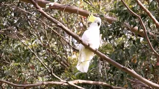 Sulphur Crested Cockatoo call