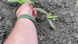 Вносим гербицид по кукурузе🌽💪