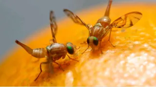 Como Eliminar a Mosca da Fruta | Acabe com a Mosca da Fruta de uma vez por todas