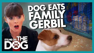 'Killer Instinct' Makes Jack Russell Eat Family Pet |  It's Me or The Dog