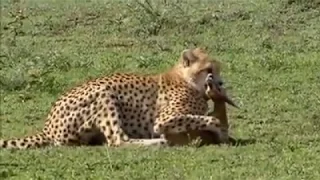 Cheetah attack and eating baby Impala Giving Birth