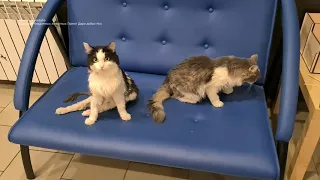 Кот Чижик инвалид у него не ходят задние лапы disabled cat in animal shelter Животные инвалиды