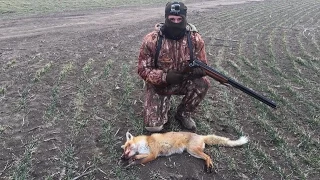 Охота на лису 2017 / Успел включить камеру / Fox hunting 2017