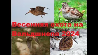 Охота на Вальдшнепа. Открытие. Весна 2024