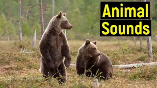 Animal Sounds for Children (100 Amazing Animals)