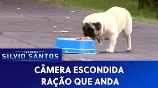 Ração que Anda | Câmeras Escondidas (27/01/22)