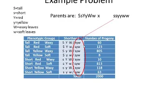 Genetics Tutorial Determining Gene Order for 3 point linkage mapping