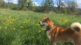 Lisko shiba