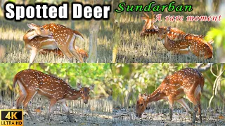 Sundarban spotted deer ~ A rare moment | spotted deer 4k video | sundarban deer | deer 4k video |