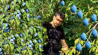 GRANDMA HARVESTING BIG SLOE AND COOKING COMPOTE IN THE VILLAGE!