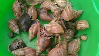 menemukan kelomang besar dan kecil 😱, mencari dan menemukan kelomang,Umang-Umang, hermit crab