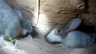 An adventure inside a rabbit's warren HD - GoPro
