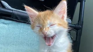 Sleepy Kitten Yawns and Purrs