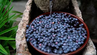 Harvesting Blueberries! They are so Blue as Ink!