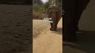 사람을 잡아먹는 코끼리