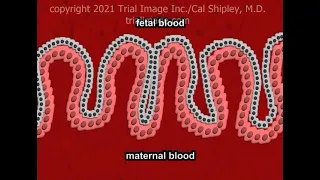 The Placenta: Anatomy and Physiology