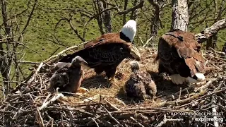 Decorah North Eagles 4-25-24 Mr brings a fish, DNF says thanks now leave