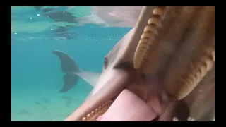 Dolphin tries to *STEAL* our GoPro