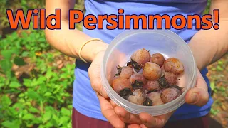 Wild Persimmons (Foraging and Cooking with them)