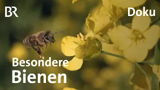 Wunderbiene am Nil: Ein deutscher Imker auf Mission gegen das Bienensterben | DokThema | Doku | BR