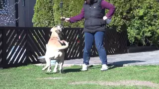 Dogo Canario Rüde Butze von den Pretorianern