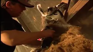 Lama Shearing by Heiniger