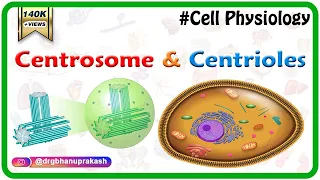 Centrosome and centrioles - #USMLE Cell physiology Animations