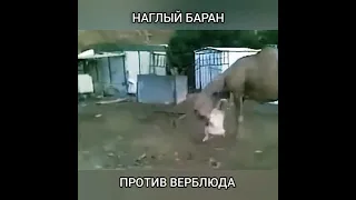 Баран против верблюда
