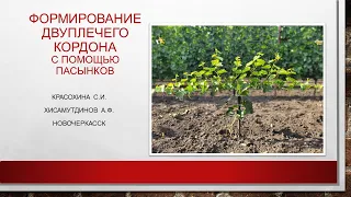 Формирование двуплечего кордона с помощью пасынков, Хисамутдинов АФ