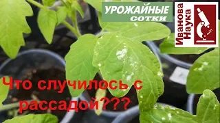 СРОЧНО! Рассада ЗАБОЛЕЛА? Подозрительные пятна на рассаде и как с ними бороться.