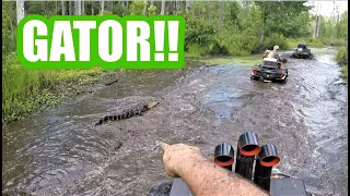 SWAMP TRAIL...GATOR ENCOUNTER