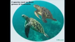 Maui Turtle Track TV