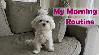 Maltese Morning Routine| Funny Video| Betty