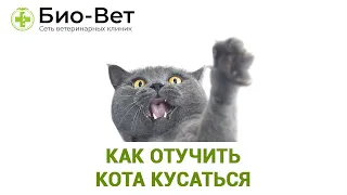 Как Отучить Кота Кусаться 😼 // Сеть Ветклиник Био-Вет