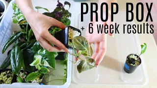 Plant Propagation Box + Results!