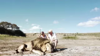 Lion 'takes revenge on trophy hunter' in this 'leaked' footage from South Africa