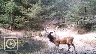 Modderpoel op de Veluwe, deze dieren komen langs! | #WILDCAM