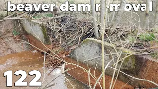 Beaver Dam On An Old Concrete Penstock - Manual Beaver Dam Removal No.122