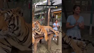 Aala vidunga da samy 😨 Pattaya Tiger Park 🐅  #shorts #tiger #youtubeshorts #gabriellacharlton