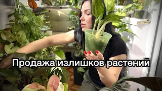 Растения на продажу или обмен ☘️👌